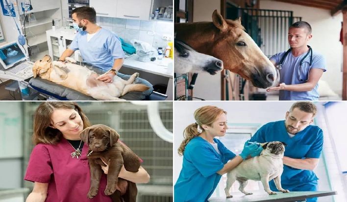 Auxiliar Veterinaria