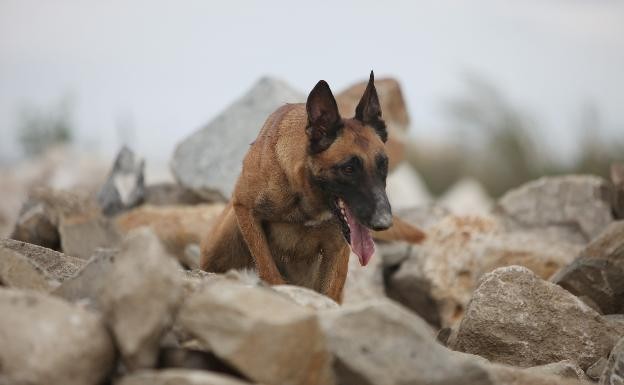 MF1757_3: ADIESTRAMIENTO DE PERROS EN OPERACIONES DE SEGURIDAD Y PROTECCION CIVIL 